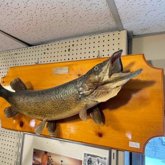 1975 Northern Pike Taxidermy Fish from Ontario, Canada