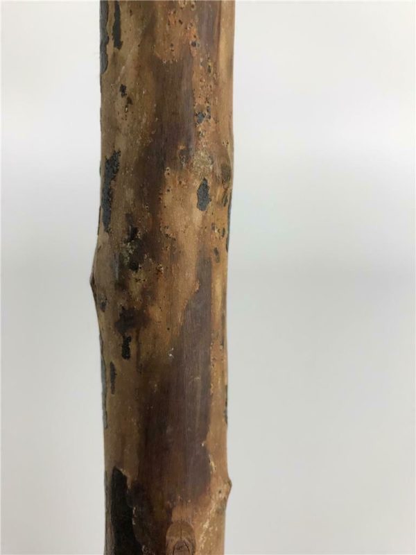 Victorian Carved Wood Dog Head Walking Stick - Image 11