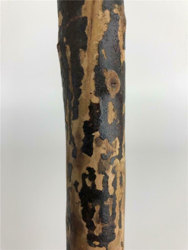 Victorian Carved Wood Dog Head Walking Stick - Image 12